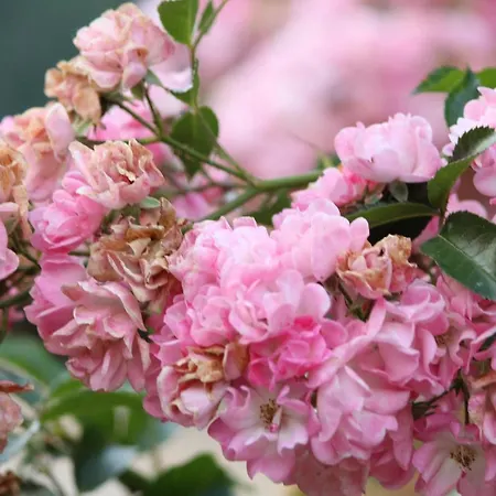 Eco-resort Parco Botanico Fiorlago Bed & Breakfast 3*