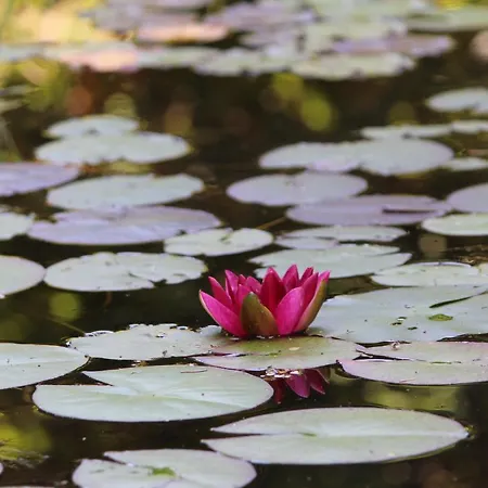 Bed & Breakfast Eco-resort Parco Botanico Fiorlago 3*