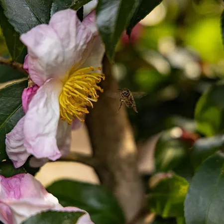 Parco Botanico Fiorlago Mergozzo