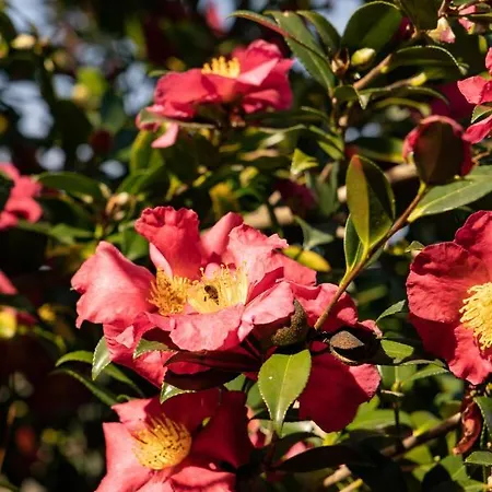 Eco-resort Parco Botanico Fiorlago Bed & Breakfast 4*