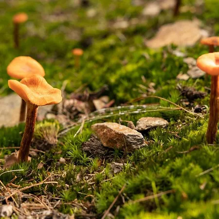 Bed & Breakfast Eco-resort Parco Botanico Fiorlago