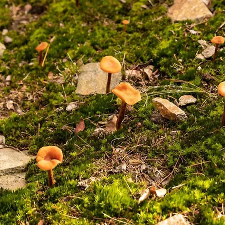 Bed & Breakfast Eco-resort Parco Botanico Fiorlago