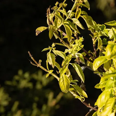 Bed & Breakfast Eco-resort Parco Botanico Fiorlago 3*