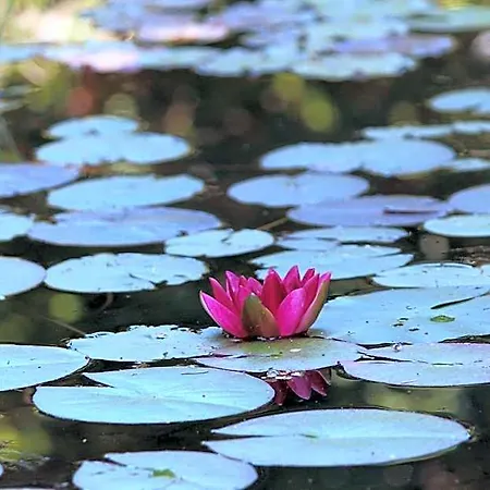 Bed & Breakfast Eco-resort Parco Botanico Fiorlago 4*