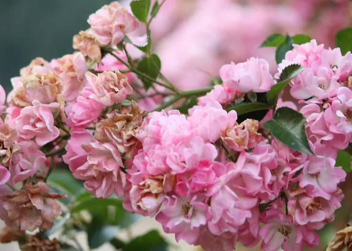 Eco-resort Parco Botanico Fiorlago Nocleg ze śniadaniem 3*