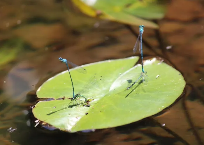 Eco-resort Parco Botanico Fiorlago Bed and breakfast 3*