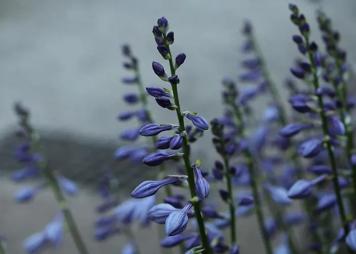 Eco-resort Parco Botanico Fiorlago Bed and breakfast 3*