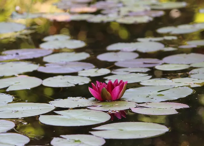 Bed and breakfast Eco-resort Parco Botanico Fiorlago 3*