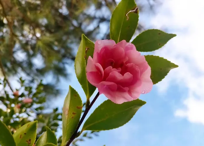 Eco-resort Parco Botanico Fiorlago