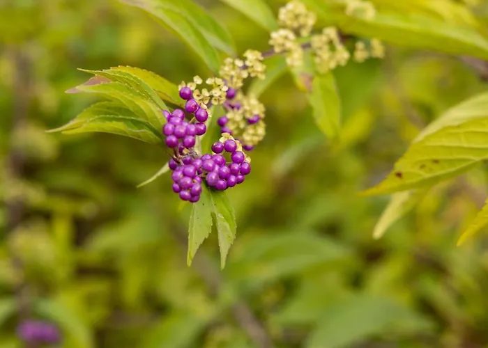 Eco-resort Parco Botanico Fiorlago Nocleg ze śniadaniem 3*