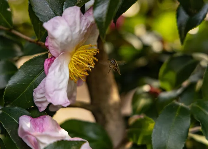 Eco-resort Parco Botanico Fiorlago Mergozzo