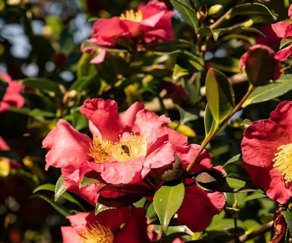 Eco-resort Parco Botanico Fiorlago Bed and breakfast 3*