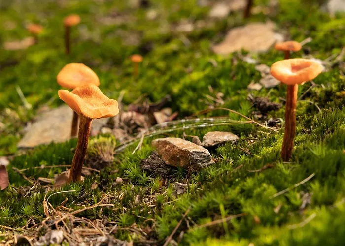 Nocleg ze śniadaniem Eco-resort Parco Botanico Fiorlago