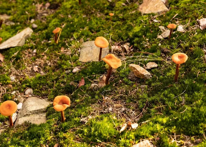 Nocleg ze śniadaniem Eco-resort Parco Botanico Fiorlago