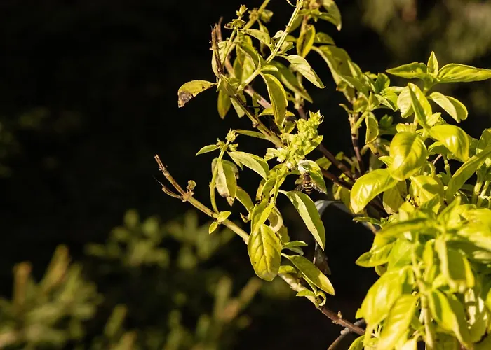 Nocleg ze śniadaniem Eco-resort Parco Botanico Fiorlago 3*